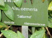 Floraisons performantes