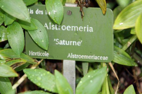 alstroemeria 1 paris 31 déc 2011 055.jpg