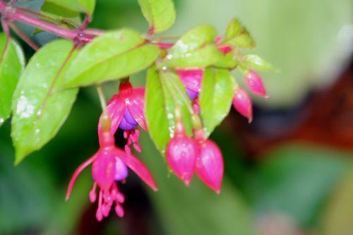 fuchsia 3 paris 31 déc 2011 064.jpg