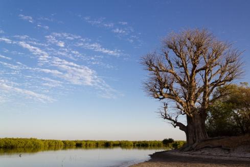 Baobab - Ile de Dionewar