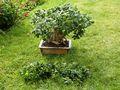 Ficus Ginseng la taille