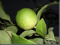 GATEAU AU CITRON ET CARTONNAGE 048