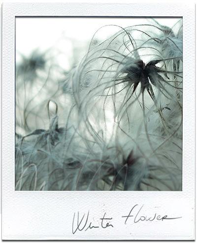Fleur d’hiver sur Autreshop