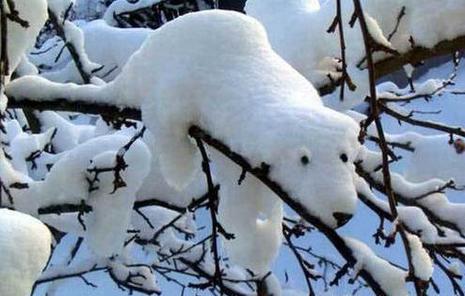photo humour insolite ours arbre neige