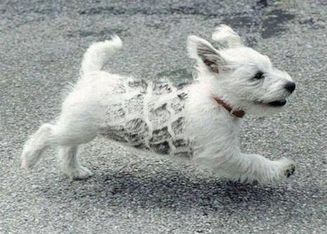 photo humour insolite chien trace pneu
