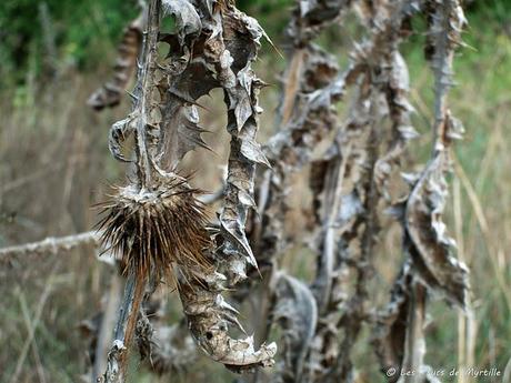 Bilan 2011 - 2ème partie : Projet photo 52