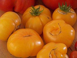 tomate jaune