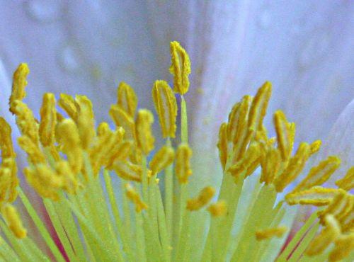 12 papaver étamines pp veneux 29 mars 013.jpg