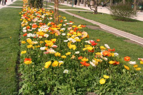 2 papaver alp paris 6 avril 077.jpg