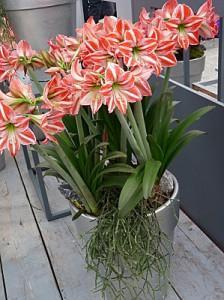 floraison-hypeatrum-amaryllis-bicolore