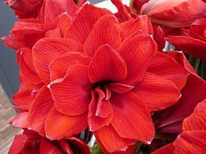 Faire refleurir un amaryllis