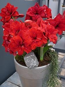 hypeatrum-amaryllis-rouge Faire refleurir un bulbe d'ammaryllis rouge