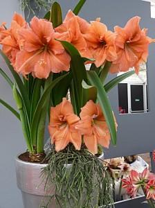 floraison-hypeatrum-amaryllis-orange floraison-hypeatrum-amaryllis-orange