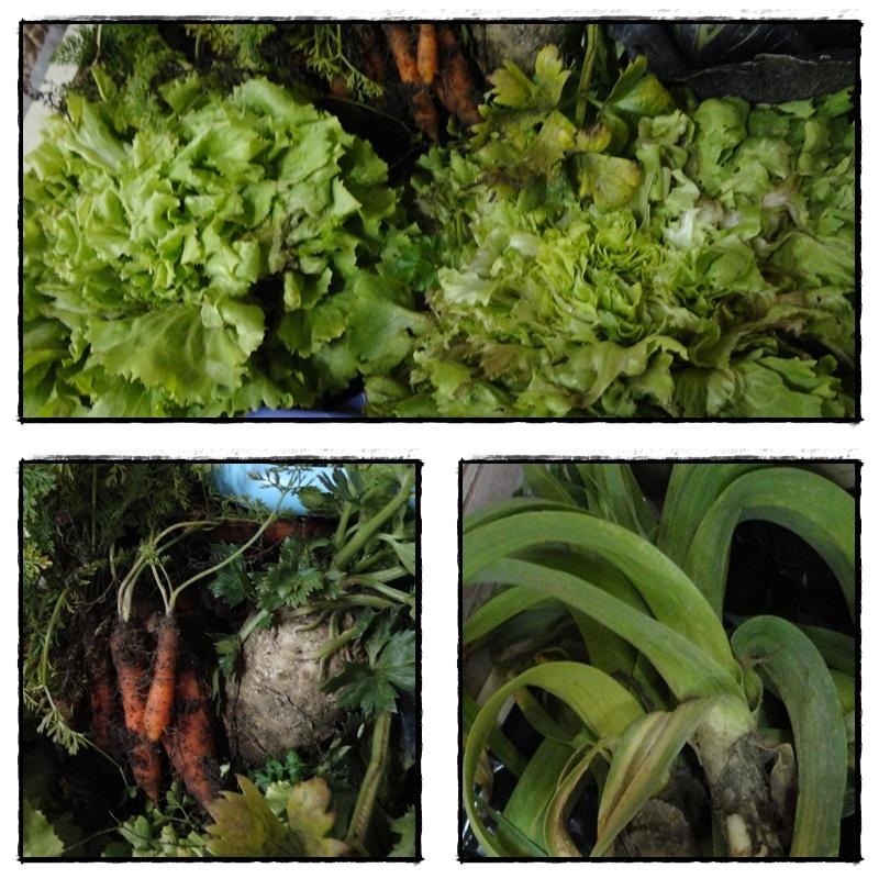 Le retour de la motte, 5 janvier 2011