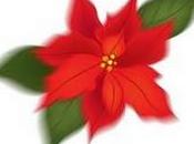 poinsettia