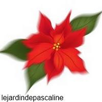 Le poinsettia