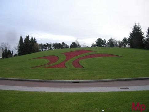 Une belle fleur de lis rouge sur fond de pelouse verte.