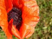 Fragile coquelicot