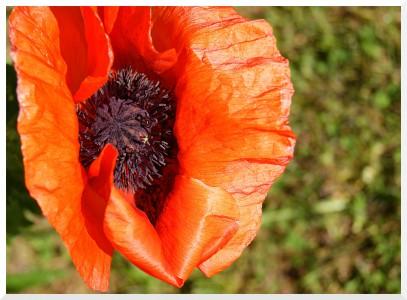 coquelicot / poppy