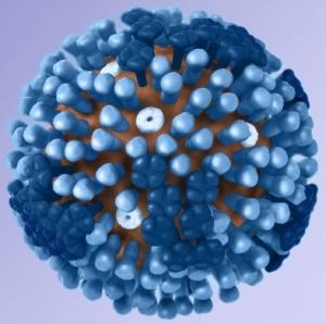 GRIPPES porcine, aviaire, virus mutant et supervirus: Risques de glissement et de réassortiment – OMS-CDC