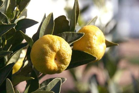 Lime douce pursha