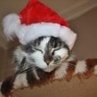 thumbs animaux fun 2012 5015 Animaux fun du Jour (37 photos)