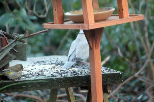 tourterelle 6 janv 2012 001.jpg