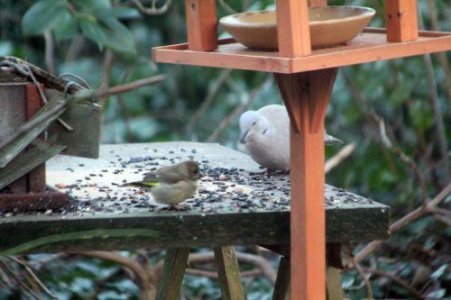 tourterelle 6 janv 2012 004.jpg