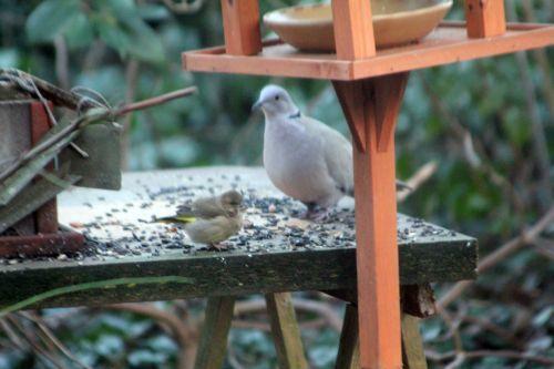 tourterelle 6 janv 2012 006.jpg