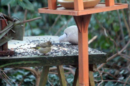 tourterelle 6 janv 2012 003.jpg