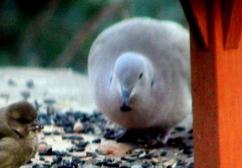 tourterelle près 6 janv 2012 007.jpg