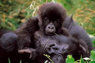 Parc national des Virunga- République Démocratique du Congo