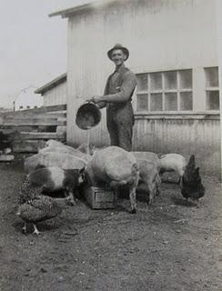 Les poules de mon grand-père (1)