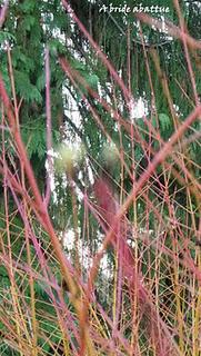 Balade hivernale à l'arboretum de la Vallée-aux-Loups de Chatenay-Malabry (92)