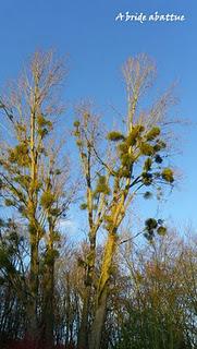 Balade hivernale à l'arboretum de la Vallée-aux-Loups de Chatenay-Malabry (92)