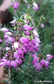 Balade hivernale à l'arboretum de la Vallée-aux-Loups de Chatenay-Malabry (92)