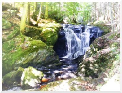 Oasis au coeur du bois !