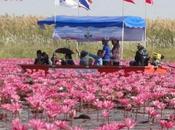 Thaïlande: ROSE [HD] DIAPO