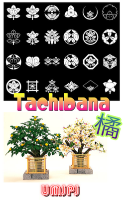 Tachibana, légende couleur mandarine !