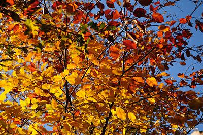 Les arbres