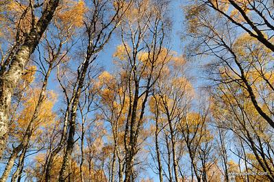 Les arbres
