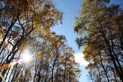Les arbres