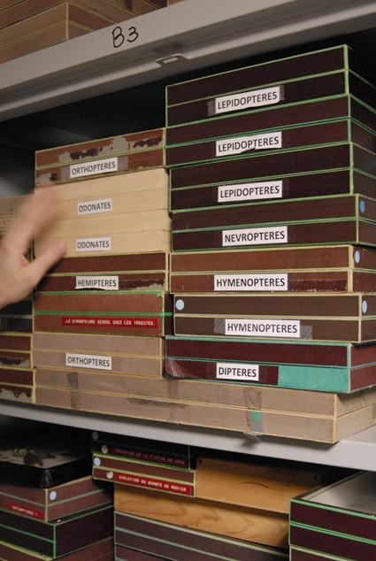 Collection d'insectes, Photo: Marion Sabourdy