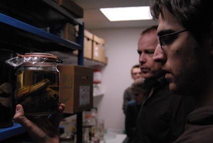 Aphrodita aculeata, Photo: Marion Sabourdy