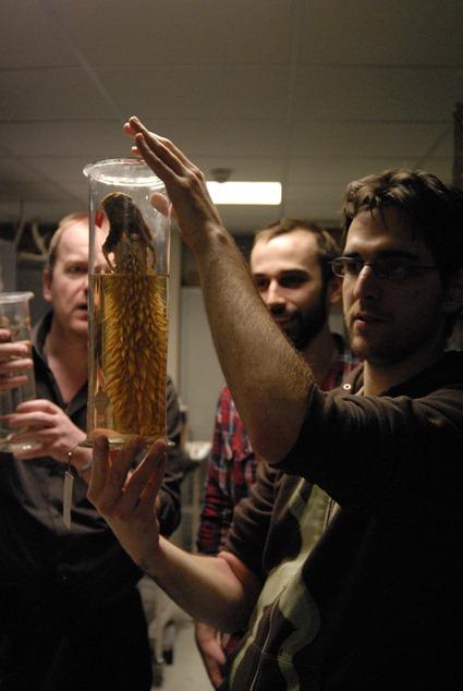 Oesophage retourné de tortue franche, Photo: Marion Sabourdy