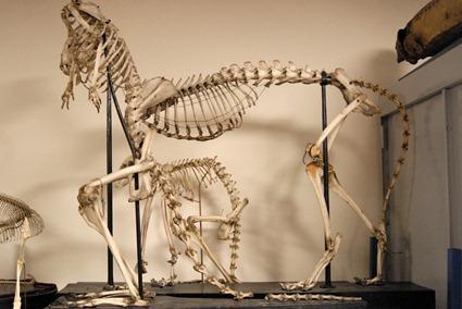 Fatras de squelettes, Photo: Marion Sabourdy