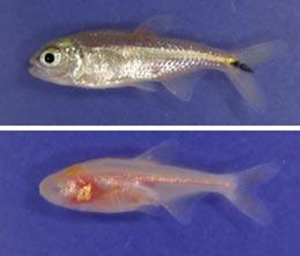 Astyanax mexicanus, forme de surface et forme cavernicole