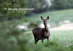 9_chevreuil