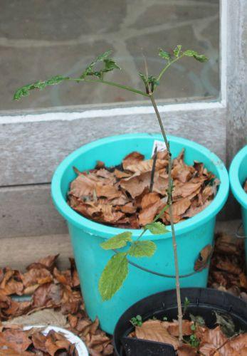 1 lanceolata 9 janv 2012 011.jpg