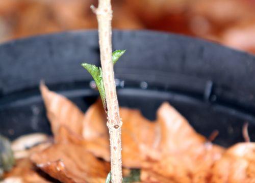 3 lanceolata 9 janv 2012 006.jpg